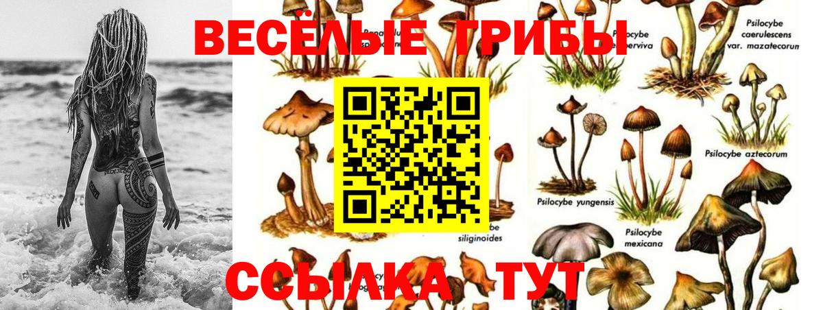 Сибай  Псилоцибиновые грибы Cubensis  хочу   Вход с VPN 
